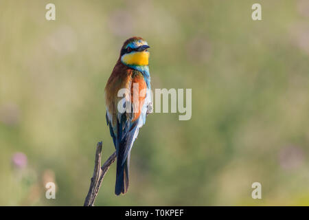 Eater Guêpier d'Europe (Merops apiaster) dans le Delta du Danube, Roumanie Banque D'Images