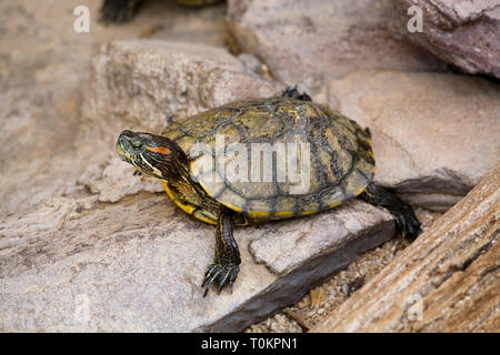 Un hibou rouge, tortues Trachemys scripta elegans, désormais considérée comme une espèce envahissante dans les États-Unis. Banque D'Images