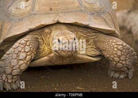 Le Bolson tortue, également appelé mexicain géant, Tortue Gopherus flavomarginatus, dans le désert près de La Paz, Basse-Californie, Mexique Banque D'Images