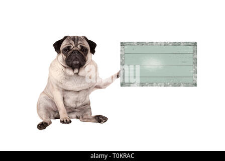 Cute puppy dog pug grincheux, de s'asseoir, holding verte vintage vieilli panneau en bois, isolé sur fond blanc Banque D'Images