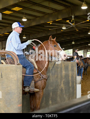 American Cowboy sur un cheval sellé bay en attente d'un événement ou d'une moulinette de l'équipe pratique avant un rodéo à Montgomery, en Alabama, USA. Banque D'Images