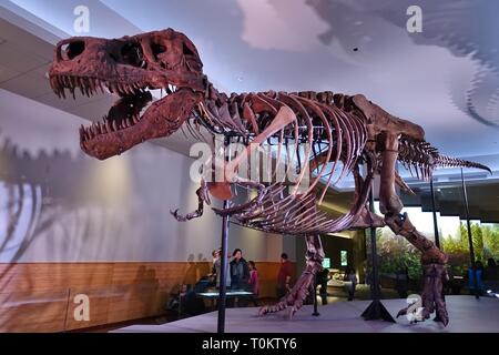 CHICAGO, IL -7 fév 2019- Vue sur le Field Museum of Natural History (FMNH), un grand musée d'histoire naturelle contenant le squelette de tyrannosaure le Banque D'Images