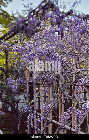 Wisteria floribunda fleurs pourpres pendent un mandrin à Kyoto, Japon Banque D'Images