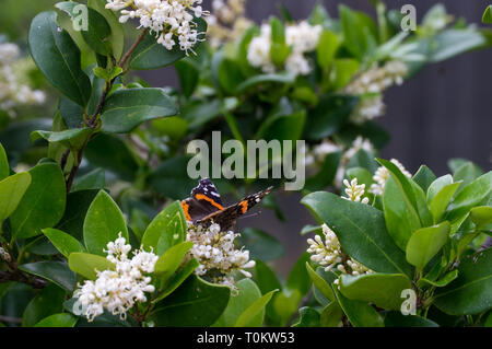 Papillon Vulcain (Vanessa atalanta) atterrissage sur bush en fleurs Banque D'Images