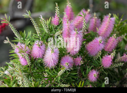 Fleurs roses des Echium nervosum Une bonne plante pour attirer les abeilles et les papillons dans le jardin. Banque D'Images