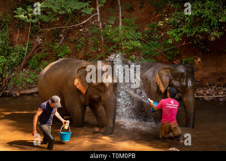 Cambodge, province de Mondulkiri, Sen Monorom, Elephant Valley Project, mahout lave-ex-groupe de l'éléphant au river Banque D'Images