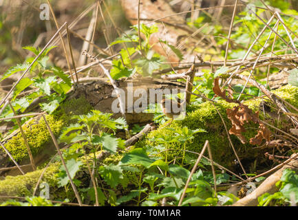 Le Troglodyte mignon (Troglodytes troglodytes) perché sur moss couverts Pourriture branch, Woolhope Herefordshire Angleterre Royaume-uni. Mars 2019. Banque D'Images