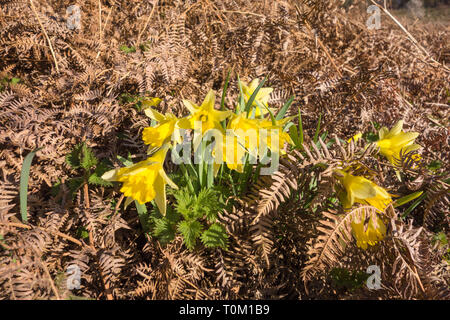 La jonquille (Narcissus pseudonarcissus sauvages) également connu sous le nom de Carême Lilly piercing à Bracken dans elle est recherche de la lumière du soleil du matin. Herefor Woolhope Banque D'Images