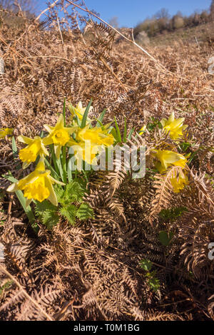 La jonquille (Narcissus pseudonarcissus sauvages) également connu sous le nom de Carême Lilly piercing à Bracken dans elle est recherche de la lumière du soleil du matin. Herefor Woolhope Banque D'Images