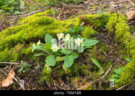 (Primrose Primula vulgaris) fleurs des bois entourée de mousse. Herefordshire Angleterre Royaume-uni. Février 2019. Banque D'Images