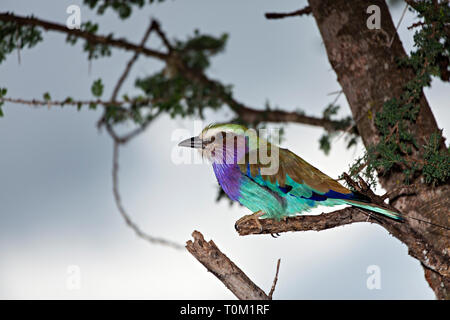 Rouleau à poitrine lilas sur Branch Banque D'Images