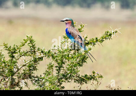 Lilac Breasted Roller sur la perche Banque D'Images