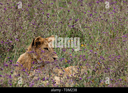 Lion Cub dans les fleurs Banque D'Images