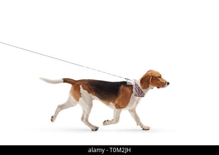 Photo de profil d'un chien beagle marcher en laisse isolé sur fond blanc Banque D'Images