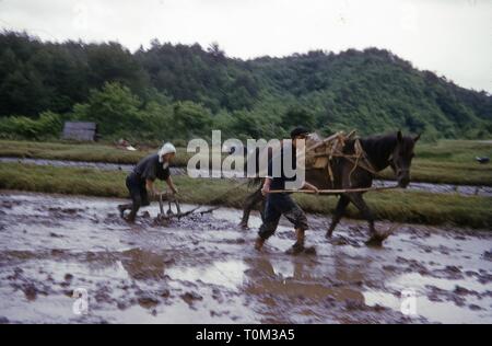 Deux agriculteurs, sur l'image, à l'aide d'une charrue tirée par des chevaux de préparer un riz boueux avant de planter du riz, Sendai, préfecture de Miyagi, Japon, 1952. () Banque D'Images