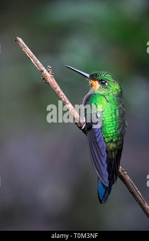 Purple-throated mountaingem (Lampornis calolaemus), la femme, perché sur une branche dans le Parc National de Monteverde, Costa Rica. Banque D'Images