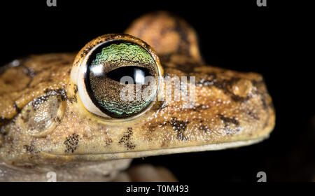 Rosenberg, treefrog treefrog (Hypsiboas Gladiator ou rosenbergi) jusqu'à proximité de nuit sur la péninsule d'Osa, au Costa Rica. Banque D'Images