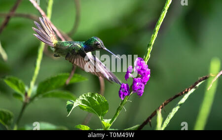 Colibri thalassinus mexicain (violetear), l'alimentation à partir d'une fleur sur la péninsule d'Osa, au Costa Rica. Banque D'Images