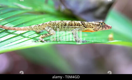 Golfo-Dulce anole, ou bien à l'échelle anole (Norops polylepis), reposant sur la végétation de la jungle, péninsule d'Osa, au Costa Rica. Banque D'Images