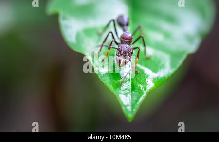 Bullet ant (Paraponera clavata) près de Puerto Viejo de Sarapiqui, Costa Rica. Banque D'Images