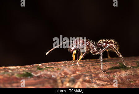 Bullet ant (Paraponera clavata) près de Puerto Viejo de Sarapiqui, Costa Rica. Banque D'Images