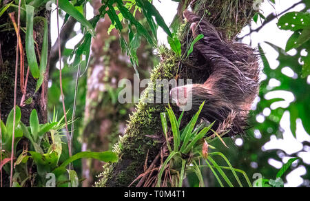 Hoffmann's deux-toed sloth (Choloepus hoffmanni) à l'envers et très humide. près de Puerto Viejo de Sarapiqui, Costa Rica. Banque D'Images