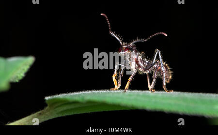 Bullet ant (Paraponera clavata) près de Puerto Viejo de Sarapiqui, Costa Rica. Banque D'Images