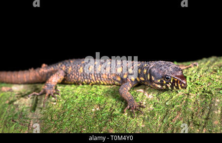 La nuit lizard (Lepidophyma flavimaculatum) près de Puerto Viejo de Sarapiqui, Costa Rica. Banque D'Images