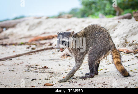 Femelle adulte raton laveur (Procyon lotor) sur la plage du Parc national de Cahuita, Costa Rica, Banque D'Images