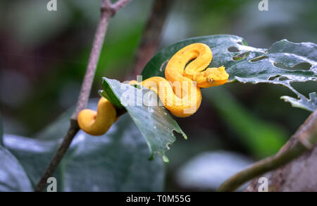 Bothriechis schlegelii viper (cils), Parc national de Cahuita, Costa Rica. Banque D'Images