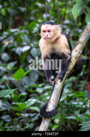 Capucin à face blanche panaméenne (imitateur cebus) dans le parc national Cahuita, Costa Rica. Banque D'Images