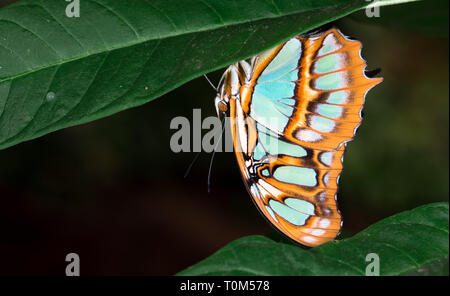 Siproeta stelenes Malachite (papillon), Costa Rica. Banque D'Images