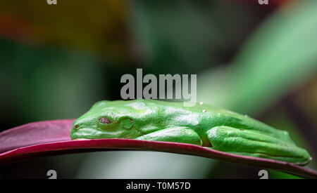 Gliding tree frog (Agalychnis spurrelli) endormi sur une feuille. Costa Rica. Banque D'Images