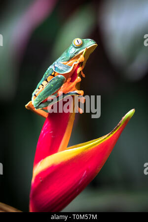 Grenouille feuille splendide (Cruziohyla calcarifer) sur une fleur mauve. Banque D'Images