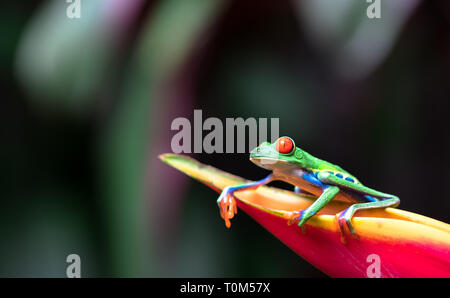 La rainette aux yeux rouges (agalychnis callidryas) reposant sur une fleur mauve. Banque D'Images