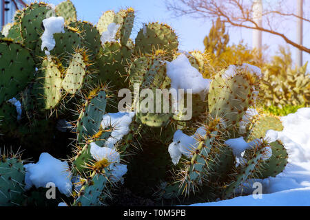 Recouvert de neige Cactus désert de l'Arizona après les chutes de neige Banque D'Images