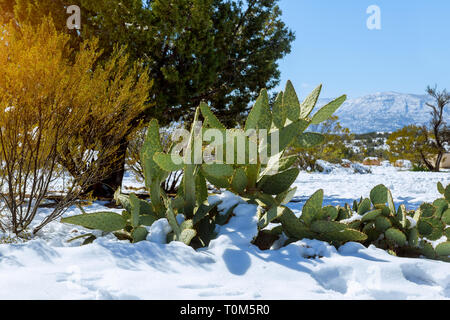 La lumière du matin sur un couvert de neige dans la région de cactus désert de l'Arizona Banque D'Images