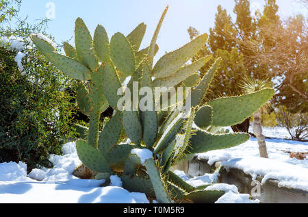 Belle dans le désert de l'Arizona, tempête de neige météo à cactus recouvert de neige. Banque D'Images