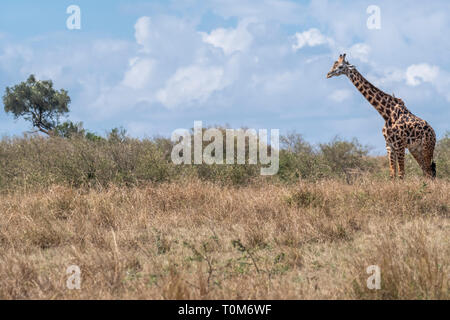 Girafe solitaire au repos dans Maasai Mara Banque D'Images