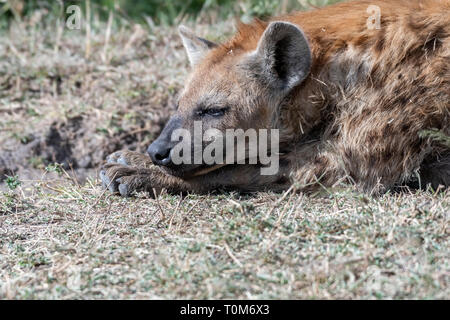 L'hyène se reposant dans la journée près de trou d'eau, Maasai Mara Banque D'Images