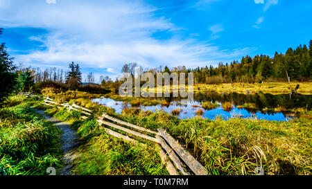 Les terres humides du ruisseau Silverdale, un marais d'eau douce et marais près de Mission, en Colombie-Britannique, Canada sur une belle journée d'automne Banque D'Images