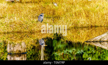 Un grand héron bleu reflet dans l'eau calme de l'établissement Silverdale Creek Les zones humides, un marais d'eau douce et marais près de Mission (Colombie-Britannique), Canada Banque D'Images