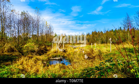 Les terres humides du ruisseau Silverdale, un marais d'eau douce et marais près de Mission, en Colombie-Britannique, Canada sur une belle journée d'automne Banque D'Images