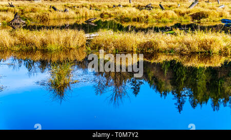 Les terres humides du ruisseau Silverdale, un marais d'eau douce et marais près de Mission, en Colombie-Britannique, Canada sur une belle journée d'automne Banque D'Images