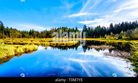 Les terres humides du ruisseau Silverdale, un marais d'eau douce et marais près de Mission, en Colombie-Britannique, Canada sur une belle journée d'automne Banque D'Images