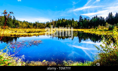 Les terres humides du ruisseau Silverdale, un marais d'eau douce et marais près de Mission, en Colombie-Britannique, Canada sur une belle journée d'automne Banque D'Images