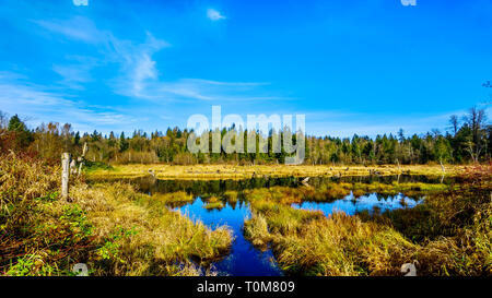 Les terres humides du ruisseau Silverdale, un marais d'eau douce et marais près de Mission, en Colombie-Britannique, Canada sur une belle journée d'automne Banque D'Images