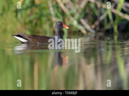 La Gallinule poule-d'eau piscine sur green river en midi Banque D'Images