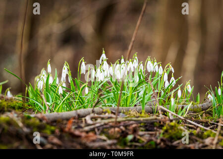 En fleurs fleurs perce-neige dans une forêt au printemps sur une journée en Mars Banque D'Images