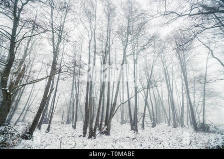 Dans une forêt d'hiver brumeux avec barenaked arbres sur une matinée de brouillard froid Banque D'Images